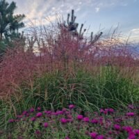 Miscanthus sinensis ‘Gold und Silber’