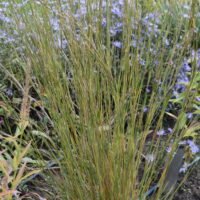 Schizachyrium scoparium ‘Blaze’
