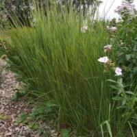 Schizachyrium scoparium ‘Blaze’