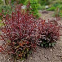 Gillenia trifoliata ‘Pink Profusion’