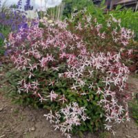Gillenia trifoliata ‘Pink Profusion’