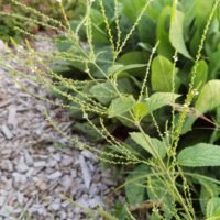 Verbena urticifolia
