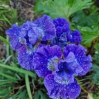 Iris sibirica ‘Blueberry Fair’