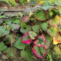 Houttuynia cordata ‘Chameleon’
