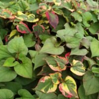 Houttuynia cordata ‘Chameleon’