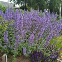 Nepeta grandiflora ‘Summer Magic’