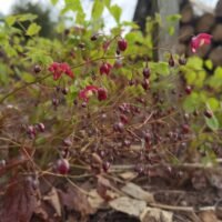 Epimedium rubrum
