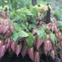 Epimedium rubrum