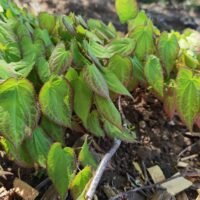 Epimedium rubrum