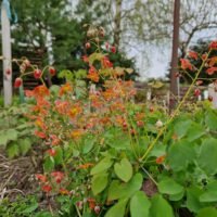 Epimedium x warleyense ‘Ellen Willmott’