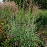 Sorghastrum nutans ‘Indian Steel’ sin. ‘Sioux Blue’