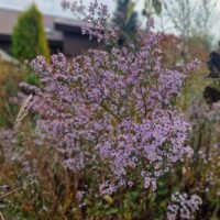 Aster cordifolius ‘Blutenregen’