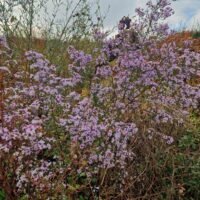 Aster cordifolius ‘Blutenregen’