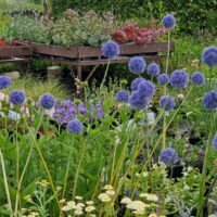 Allium caeruleum syn. azureum
