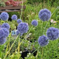 Allium caeruleum syn. azureum
