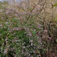 Aster lateriflorus ‘Horizontalis’