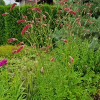 Sanguisorba tenuifolia ‘Scapino’