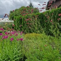 Sanguisorba tenuifolia ‘Scapino’