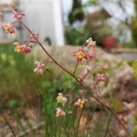 Epimedium x cantabrigiense