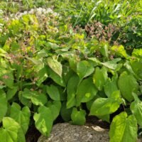 Epimedium x cantabrigiense