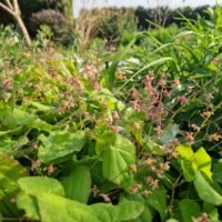 Epimedium x cantabrigiense