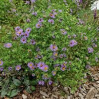 Aster oblongifolius ‘October Skies’