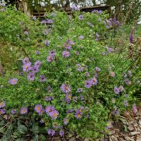 Aster oblongifolius ‘October Skies’