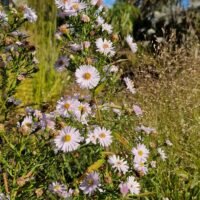 Aster JS ‘Runner’