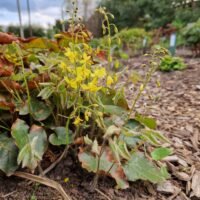 Epimedium x perralchicum ‘Frohnleiten’