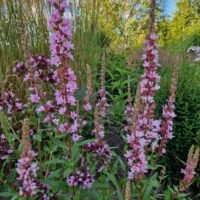 Lythrum salicaria ‘Pink Tails’