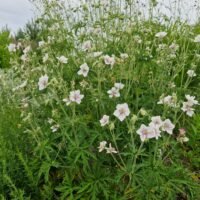 Geranium  pratensis ‘Double Jewel’