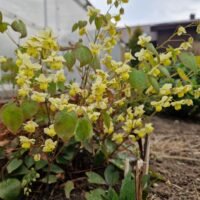 Epimedium x versicolor ‘Sulphureum’