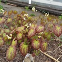 Epimedium x versicolor ‘Sulphureum’