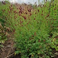 Sanguisorba b. p.