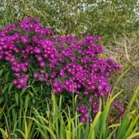 Aster b.p.(1)