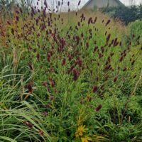 Sanguisorba tenuifolia ‘Splinter’