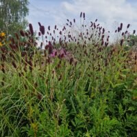 Sanguisorba tenuifolia ‘Splinter’