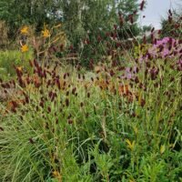 Sanguisorba tenuifolia ‘Splinter’