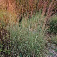 Sorghastrum nutans ‘Indian Steel’ sin. ‘Sioux Blue’