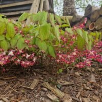 Epimedium rubrum