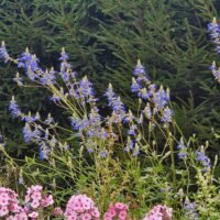 Salvia uliginosa