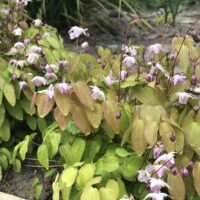 Epimedium x youngianum ‘Roseum’