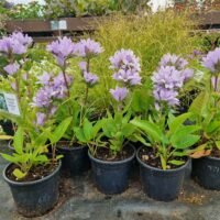 Campanula glomerata ‘Caroline’