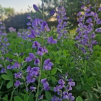 Baptisia hybride ‘Purple Smoke’