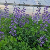 Baptisia hybride ‘Purple Smoke’
