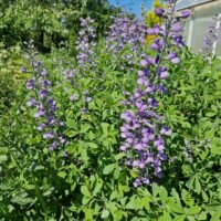 Baptisia hybride ‘Purple Smoke’