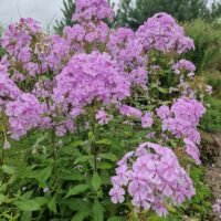 Phlox paniculata ‘Clara’