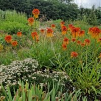 Echinacea ‘Marmalade’