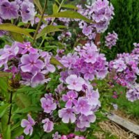Phlox paniculata  Nr. 4