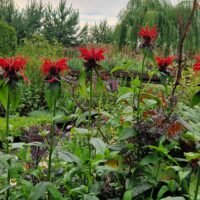 Monarda ‘Jacob Cline’